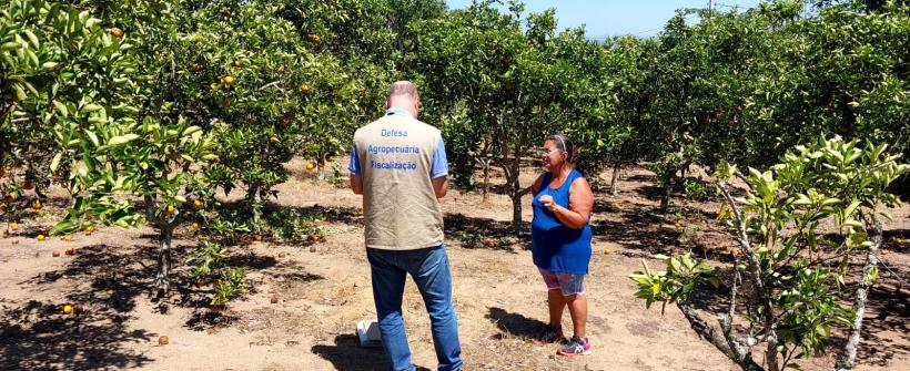 Alerta contra Cancro Cítrico e o Greening: Secretaria de Agricultura segue atenta e vigilante com relação às principais pragas da citricultura