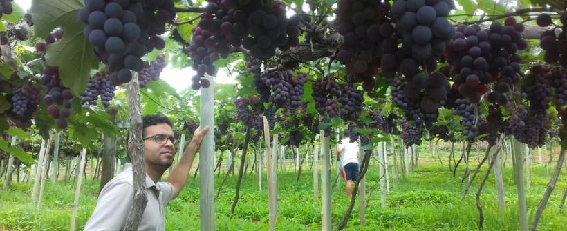 Estado do Rio é classificado como unidade federativa sem ocorrência de praga que atinge as videiras