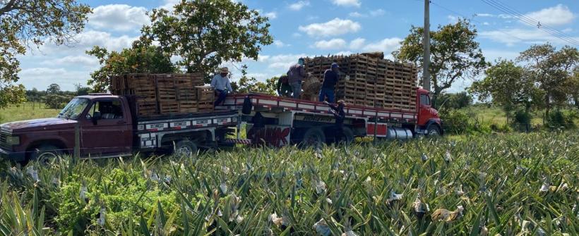 Secretaria de Estado de Agricultura incentiva a produção do abacaxi no estado