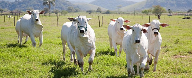 Febre Aftosa: Secretaria de Estado de Agricultura reforça os cuidados sanitários