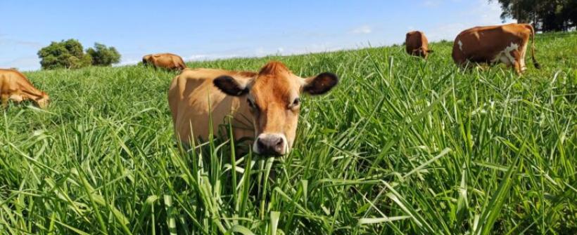 Governo do Estado firma parceria para impulsionar agricultura sustentável no Rio de Janeiro