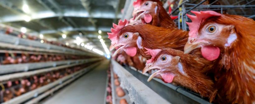 Secretaria de Estado de Agricultura reforça os cuidados diante de caso confirmado de gripe aviária em criação comercial 