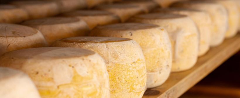 Secretaria de Estado de Agricultura lança cartilha com orientações para obtenção do Selo Queijo Artesanal