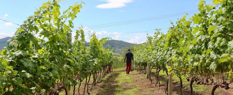 Dia do Agricultor: Governo do Estado celebra o trabalho  do campo com o fomento de 655 produtores familiares