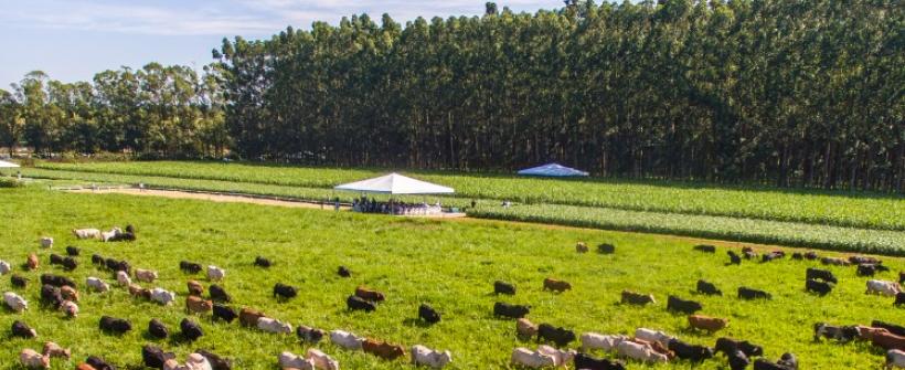 Secretaria de Estado de Agricultura do RJ e Rede ILPF assinam acordo para expansão do Sistema Integração-Lavoura-Pecuária-Floresta