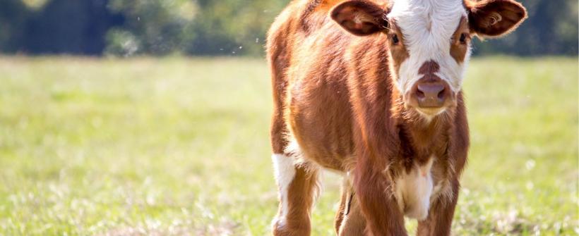 Secretaria de Agricultura reforça ações da Defesa Agropecuária no Dia Nacional da Pecuária