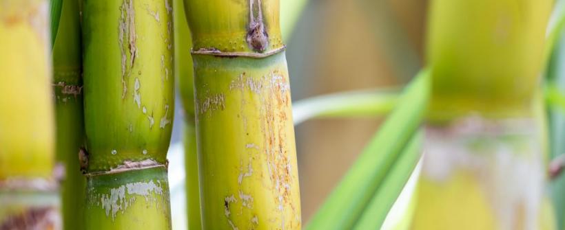 Secretaria de Estado de Agricultura destaca a força da cadeia da cana-de-açúcar