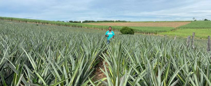 Abacaxi fluminense impulsiona a fruticultura e fortalece a agricultura familiar