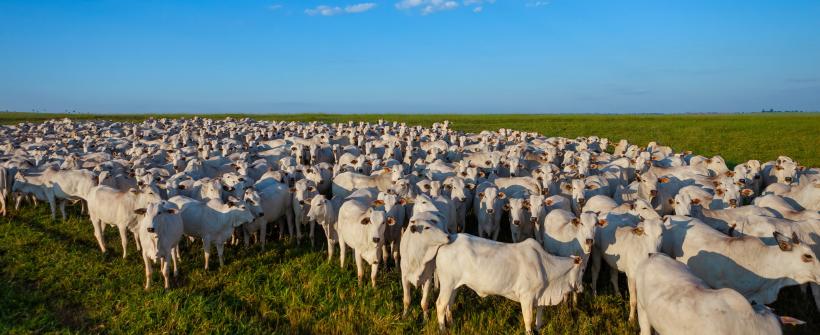 Secretaria de Estado de Agricultura do RJ reforça a campanha de atualização cadastral dos rebanhos