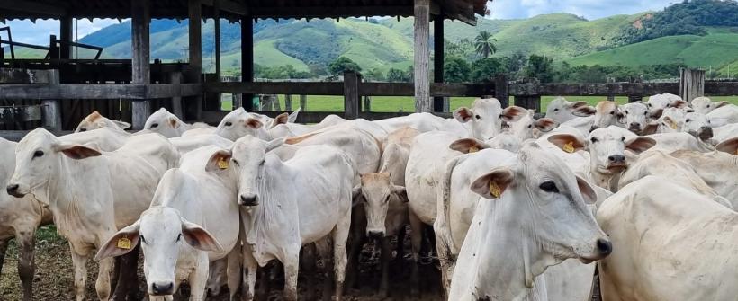 Secretaria de Agricultura reforça a atualização obrigatória dos dados do rebanho que acontece durante o mês de maio