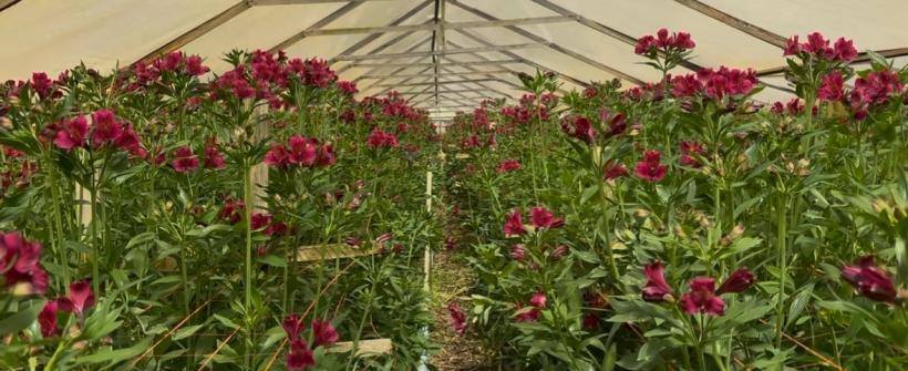 Governo do Estado impulsiona floricultura fluminense com a chegada da primavera