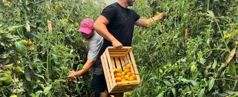 Dia do Tomate: Secretaria de Agricultura oferece incentivos para os produtores do cultivo protegido