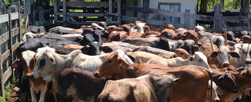 Secretaria de Estado de Agricultura começa estudo soroepidemiológico em bovinos 