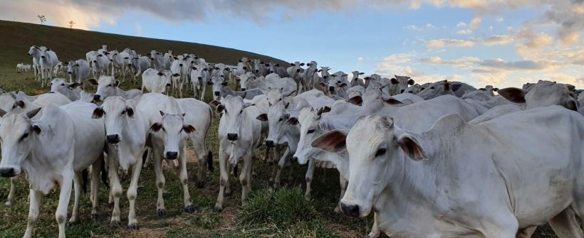 Com mais de 90% dos animais imunizados, o Rio de Janeiro atinge a meta de vacinação contra a Febre Aftosa