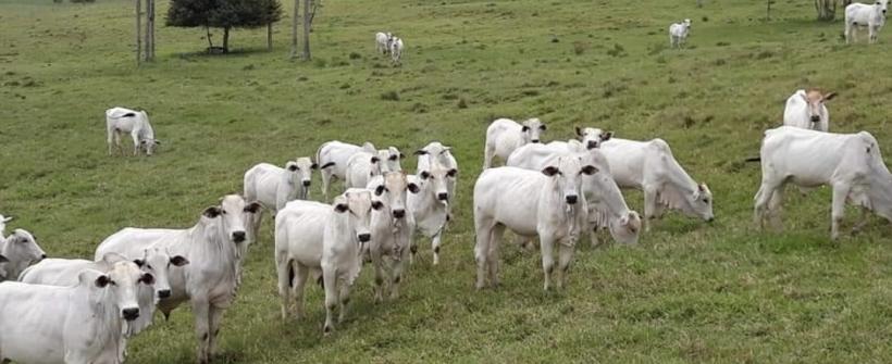 Última etapa de vacinação contra a Febre Aftosa será antecipada no Estado do Rio de Janeiro
