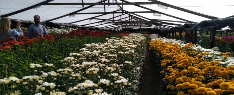 Dia dos Namorados: Governo do Rio concede linha de crédito para produtores de flores