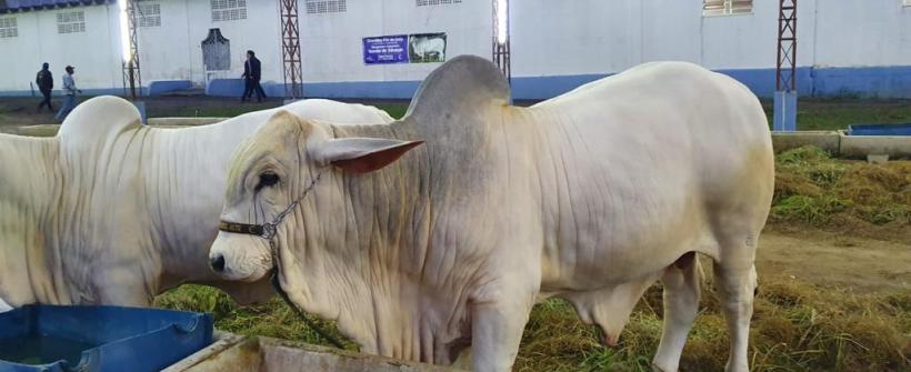 Rio de Janeiro atinge meta de vacinação contra a Febre Aftosa na segunda etapa da campanha