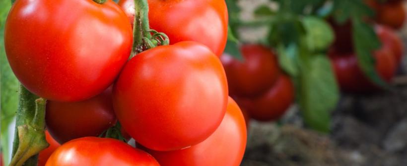 Secretaria de Agricultura trabalha com sistema de produção de tomate em cultivo sustentável