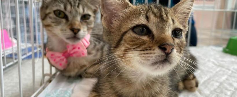 RJPET realiza campanha de adoção neste sábado no Bangu Shopping