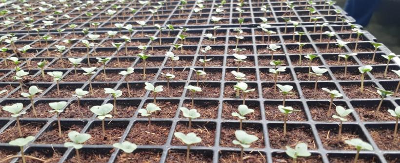 Secretaria de Estado de Agricultura analisa qualidade de sementes e mudas em viveiros