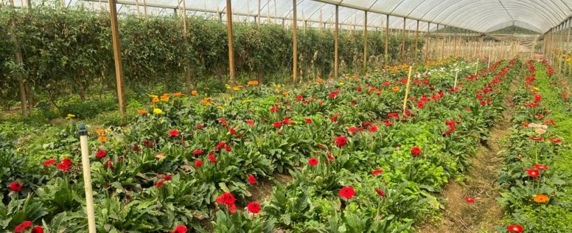 Estado tem linha de crédito para quem quer alavancar a produção de flores nesta primavera