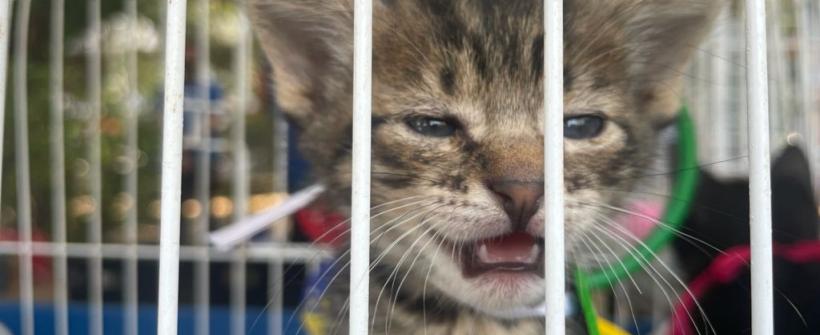 Banho e Tosa grátis para quem adotar um bichinho na feira RJPET no Bangu Shopping
