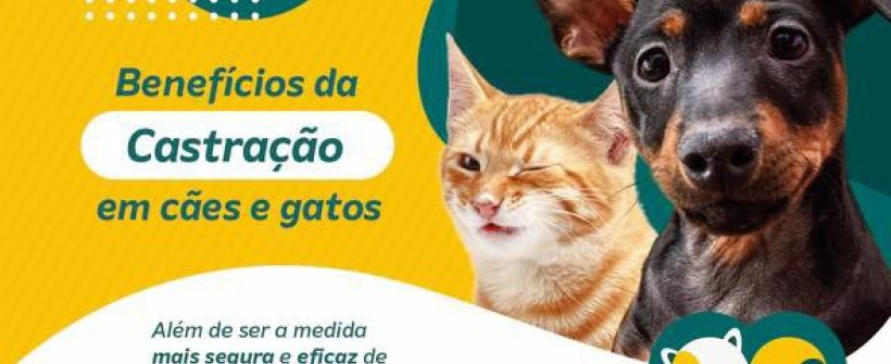 Aniversário dos 90 anos do Cristo será comemorado com uma feira de adoção da RJPET