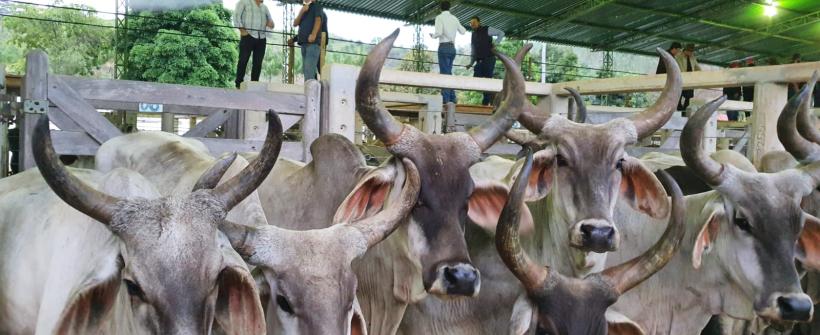 Secretaria de Agricultura participa de fórum sobre retirada da vacina da febre aftosa
