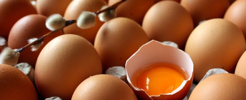 Governo do estado oferece fomento para acelerar produção de ovos