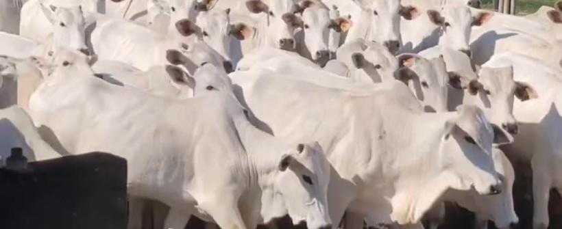 Campanha de vacinação contra a Febre Aftosa é prorrogada no Rio de Janeiro