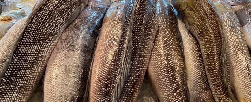  Pescado é opção para as festas de fim de ano