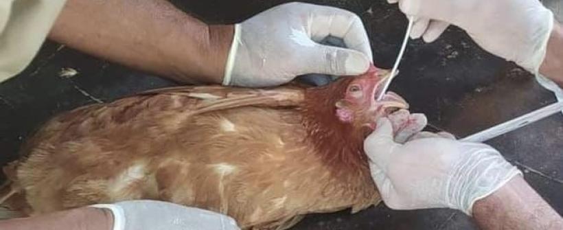 Influenza Aviária: Estado do Rio confirma segundo caso de ave silvestre com H5N1