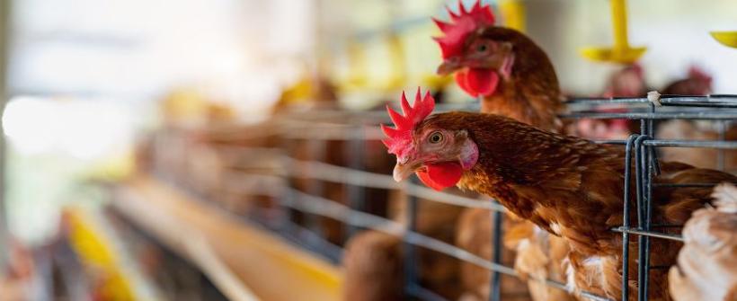 Influenza Aviária: Estado do Rio confirma terceiro caso de ave silvestre com H5N1