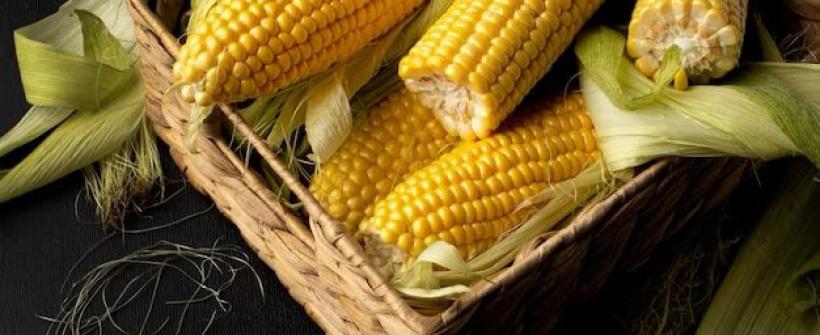 Milho: Secretaria de Estado de Agricultura incentiva o cultivo do grão