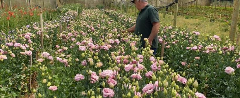 Chegada da Primavera: Estado é destaque na produção de flores de corte