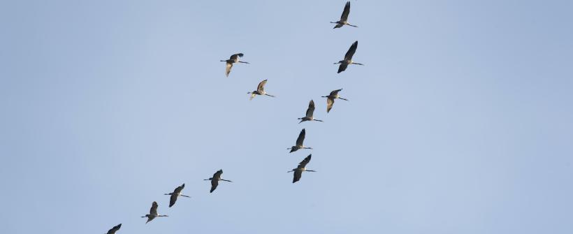 Influenza Aviária: Estado do Rio confirma dois casos de H5N1 em aves silvestres migratórias
