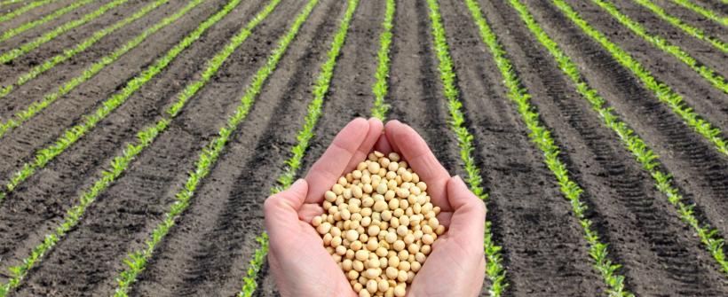 Produtores de soja do estado do Rio poderão acessar linhas de crédito do Plano Safra 2023/2024