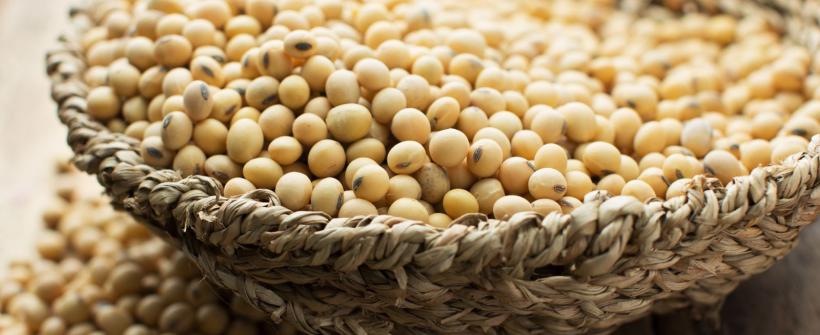 Cultivo de soja no estado do Rio de Janeiro: Secretaria de Agricultura recebe autorização do MAPA para inclusão no Programa Nacional de Controle da Ferrugem Asiática