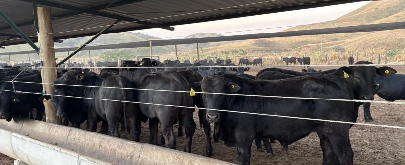 Secretaria de Estado de Agricultura realiza a primeira exportação de gado vivo