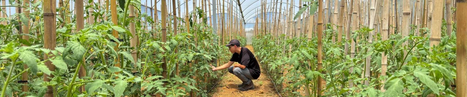 Programa Cultivar Orgânico impulsiona inovação, sustentabilidade e produtividade no campo fluminense