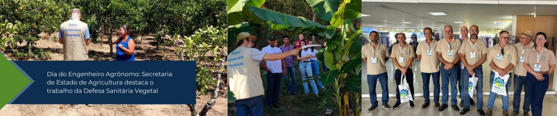 Dia do Engenheiro Agrônomo: Secretaria de Estado de Agricultura destaca o trabalho da Defesa Sanitária Vegetal
