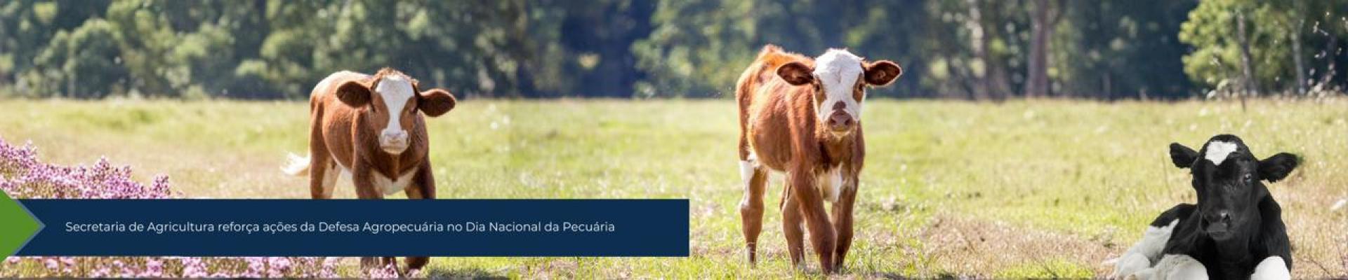 Secretaria de Agricultura reforça ações da Defesa Agropecuária no Dia Nacional da Pecuária