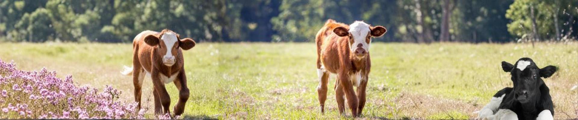 Secretaria de Estado de Agricultura intensifica ações de conscientização sobre a Brucelose