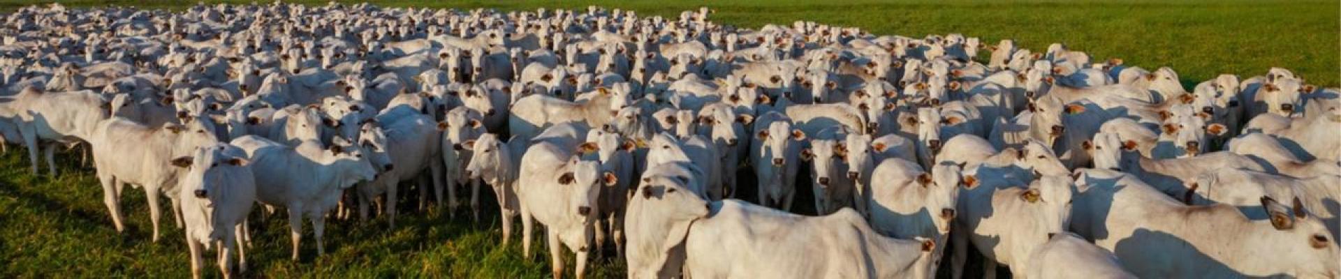 Secretaria de Estado de Agricultura inicia em novembro a atualização dos dados cadastrais do rebanho