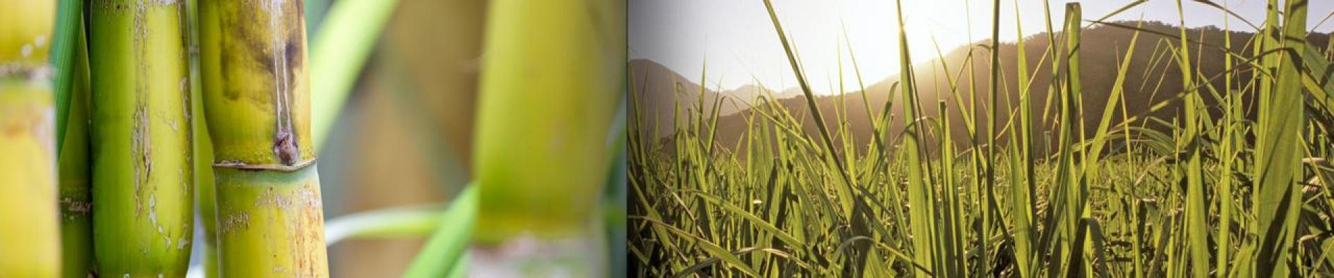 Secretaria de Estado de Agricultura destaca a força da cadeia da cana-de-açúcar