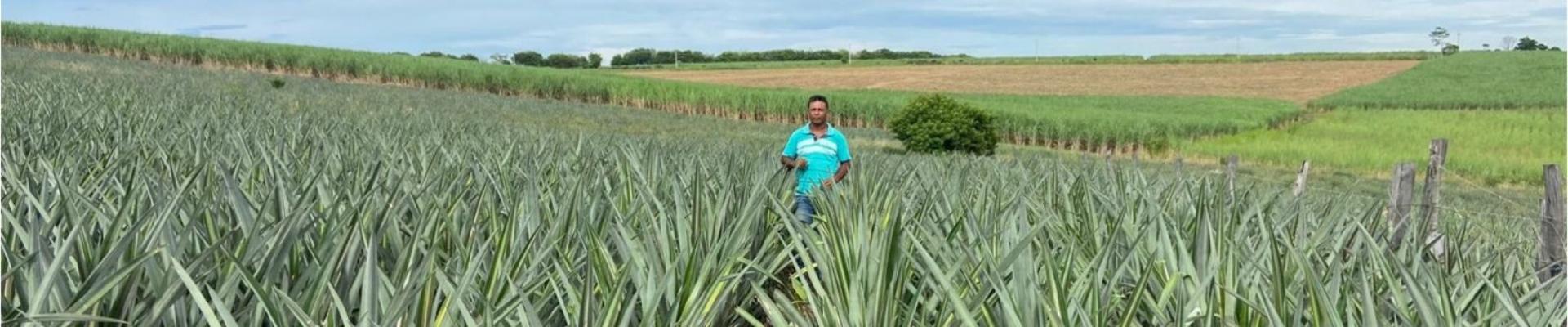 Abacaxi fluminense impulsiona a fruticultura e fortalece a agricultura familiar