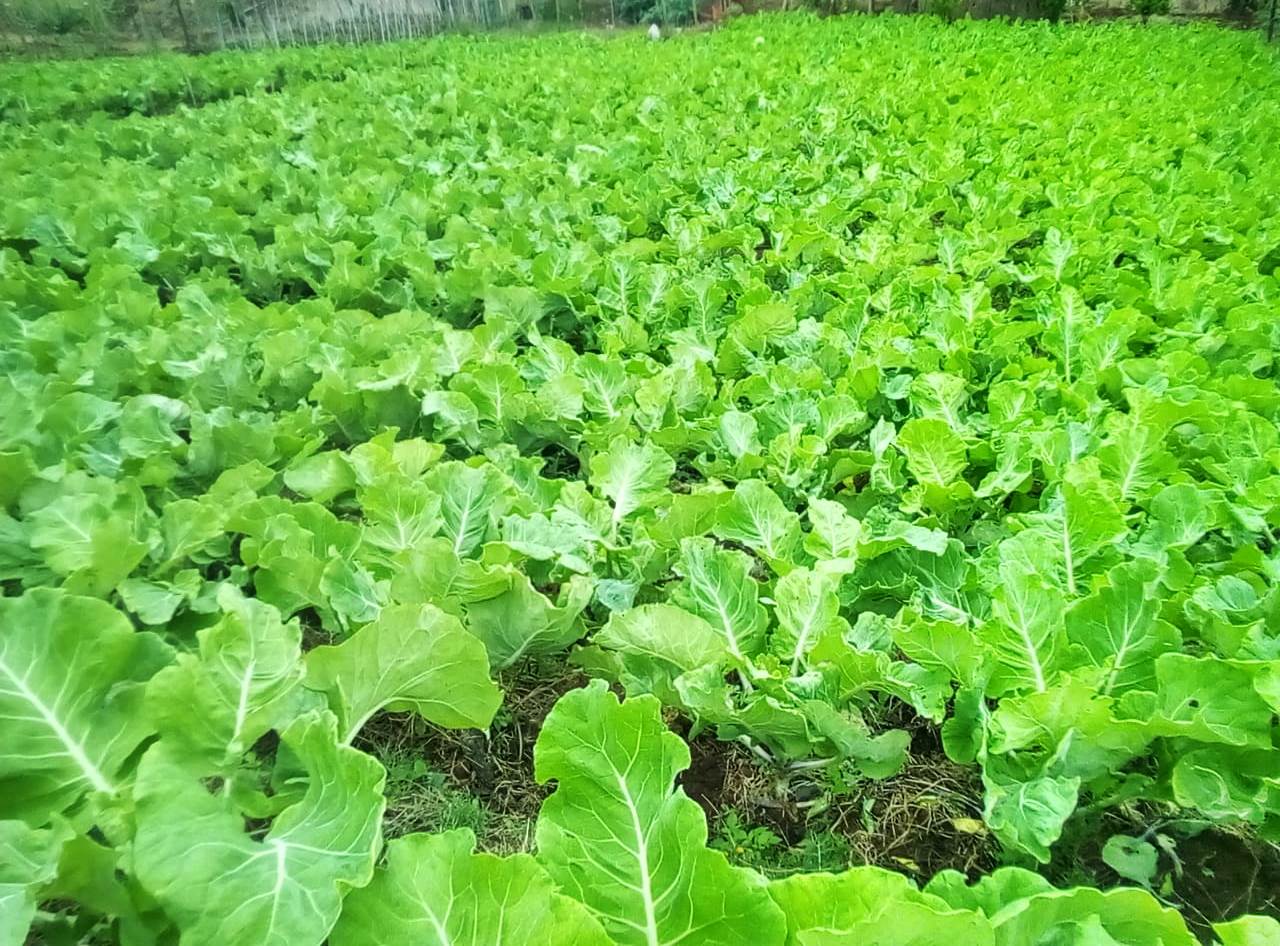 Programa de Aquisição de Alimentos