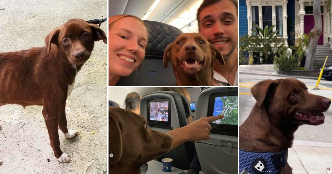 A cachorrinha Cookie foi resgatada pela ONG Entre Pegadas, magra e abatida, na Ceasa de Irajá. Após receber os cuidados, ela foi adotada por um casal. A família precisou se mudar para a Califórnia, nos EUA, e a vira-latinha foi junto.