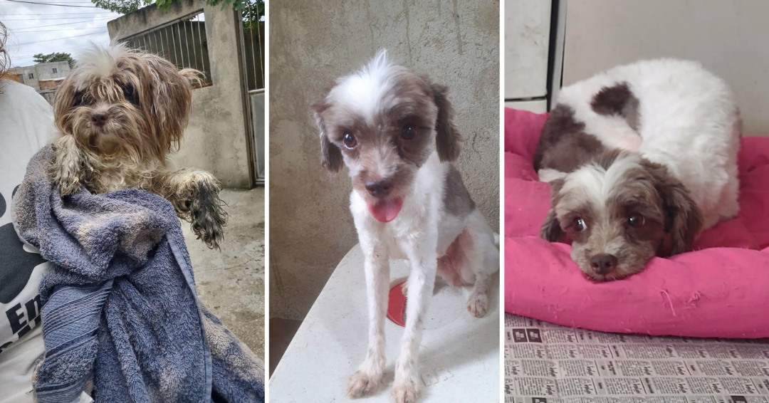 A Duda, de um ano, foi resgatada dentro de um bueiro, próximo à saída Sul da Ceasa de Irajá. Depois de um banho e uma tosa, ela parecia até outra cachorrinha