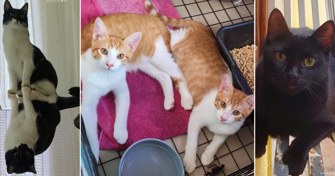 Os gatinhos Micaela; Caju e Castanha; e Capuccino aguardam para serem adotados. Eles estão castrados, vermifugados e negativados para o vírus da imunodeficiência felina (FIV) e o vírus da leucemia felina (FeLV). Além deles, outros 57 felinos esperam por uma adoção